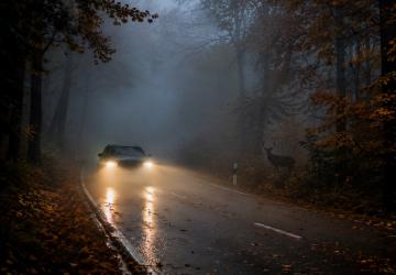 Fahren im Herbst: Nebel, Nässe und Wildwechsel